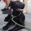 Ash (Koda) photo 1