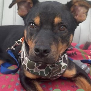Bruno, Young Male unknown