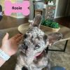 Rosie photo 1