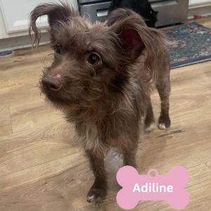 Adeline, Adult Female unknown