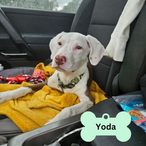 Yoda, Baby Male unknown