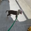 Yoda photo 4