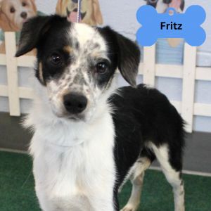 Fritz, Young Male unknown
