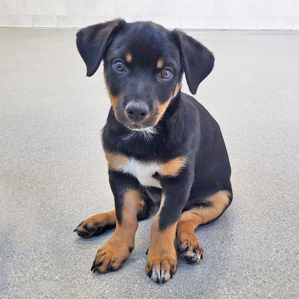 Cappuccino, an adoptable Mixed Breed in Hailey, ID, 83333 | Photo Image 1