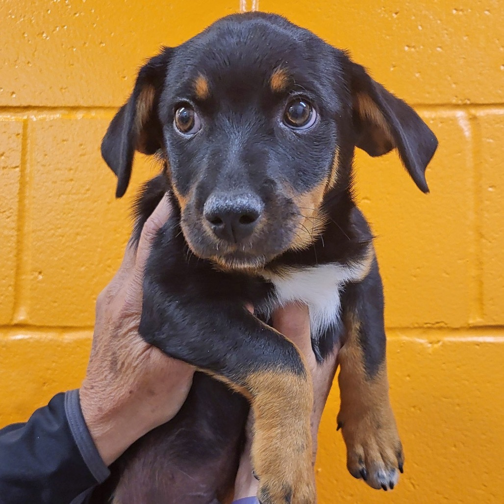Cappuccino, an adoptable Mixed Breed in Hailey, ID, 83333 | Photo Image 2