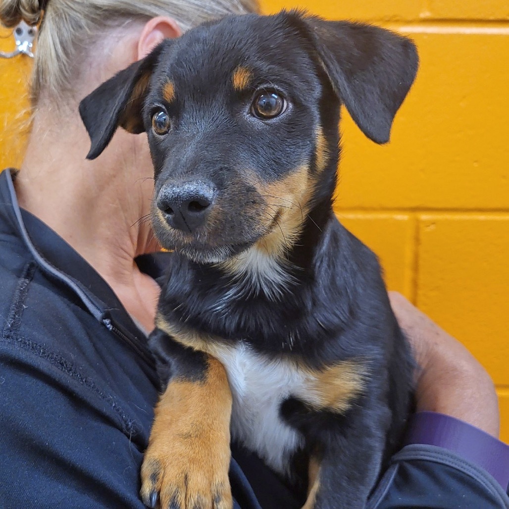 Cappuccino, an adoptable Mixed Breed in Hailey, ID, 83333 | Photo Image 3