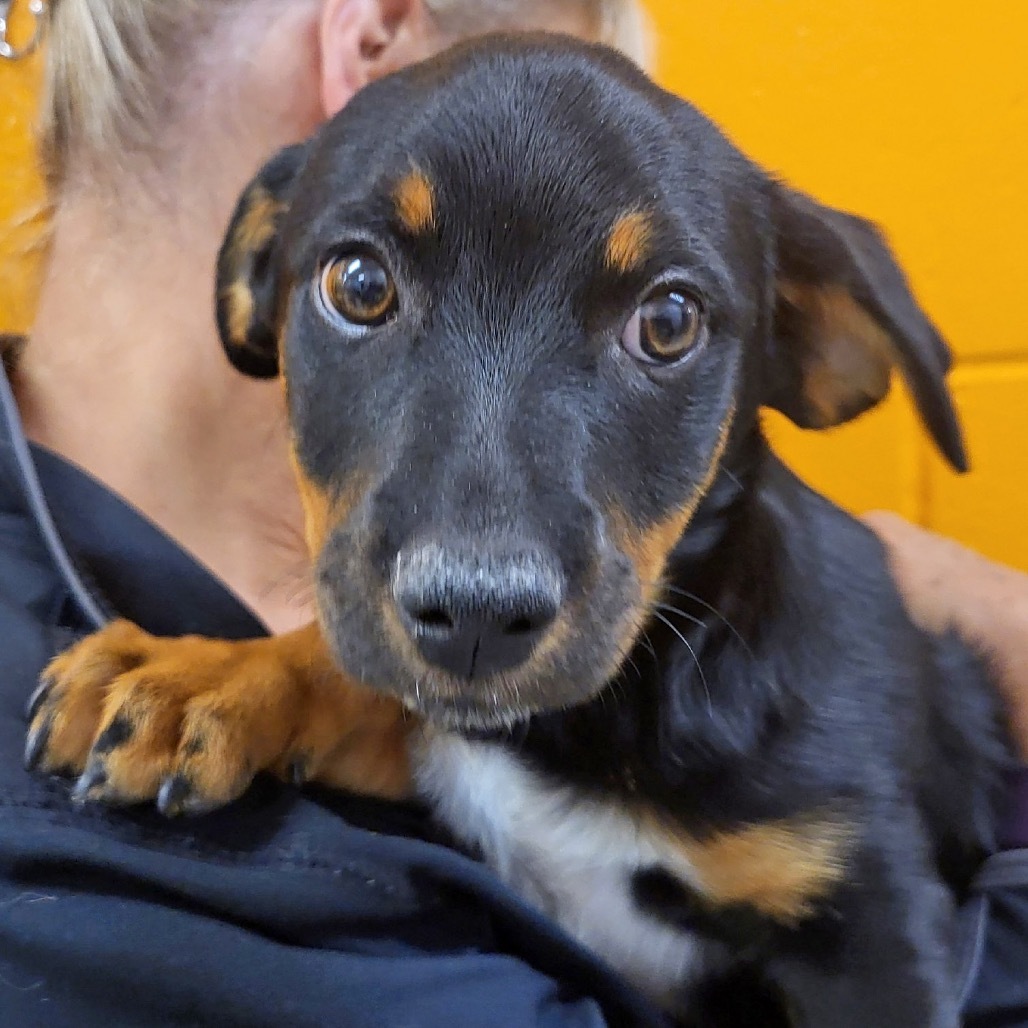 Cappuccino, an adoptable Mixed Breed in Hailey, ID, 83333 | Photo Image 4