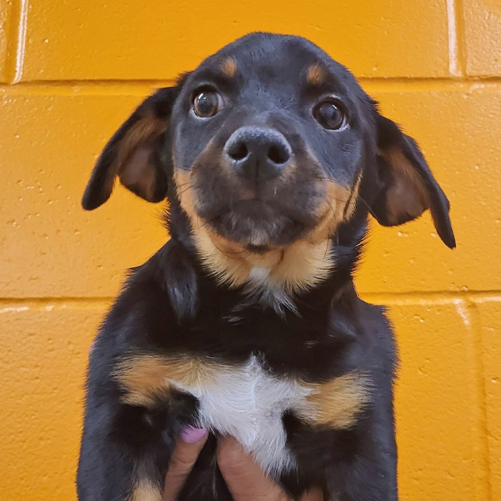 Cappuccino, an adoptable Mixed Breed in Hailey, ID, 83333 | Photo Image 5