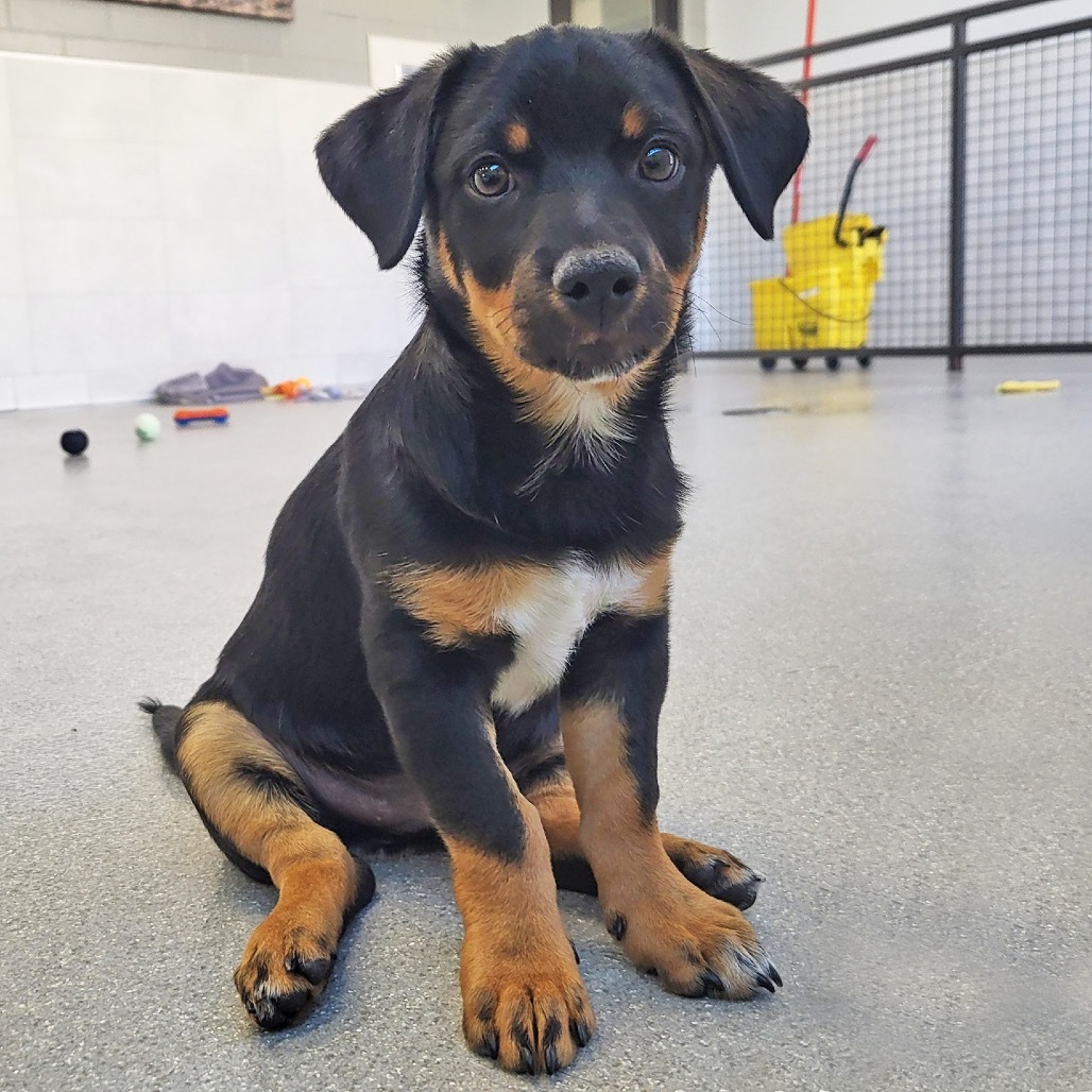 Cappuccino, an adoptable Mixed Breed in Hailey, ID, 83333 | Photo Image 6
