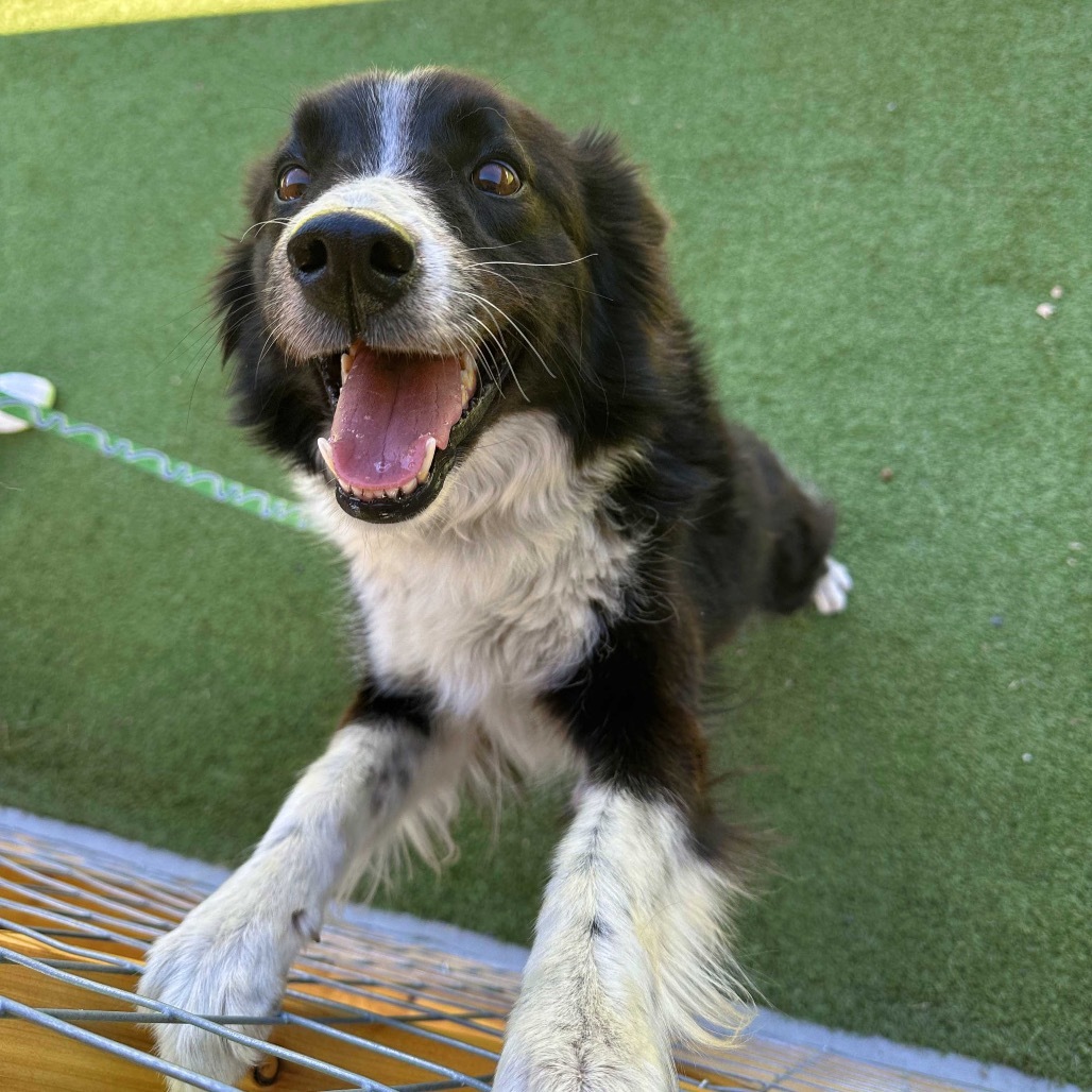 Isla, an adoptable Border Collie in Hailey, ID, 83333 | Photo Image 1