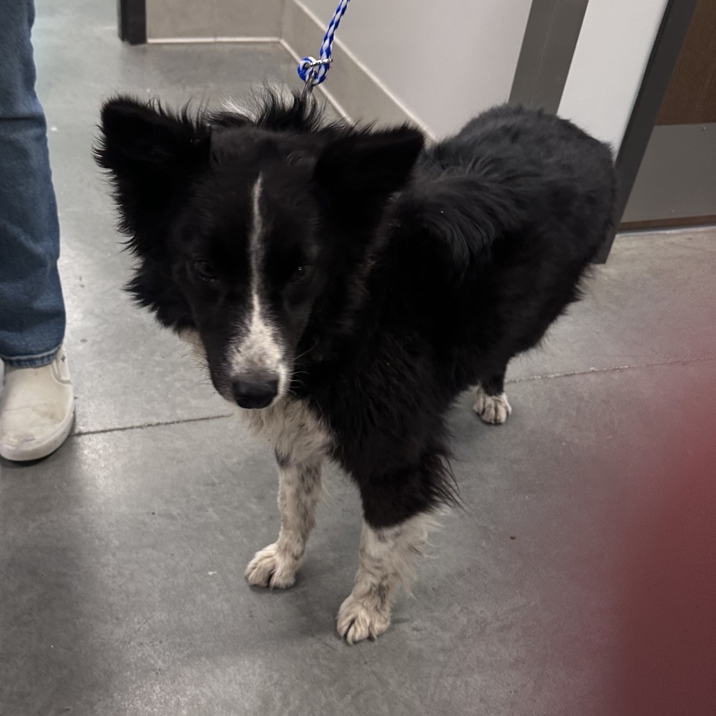 Isla, an adoptable Border Collie in Hailey, ID, 83333 | Photo Image 2