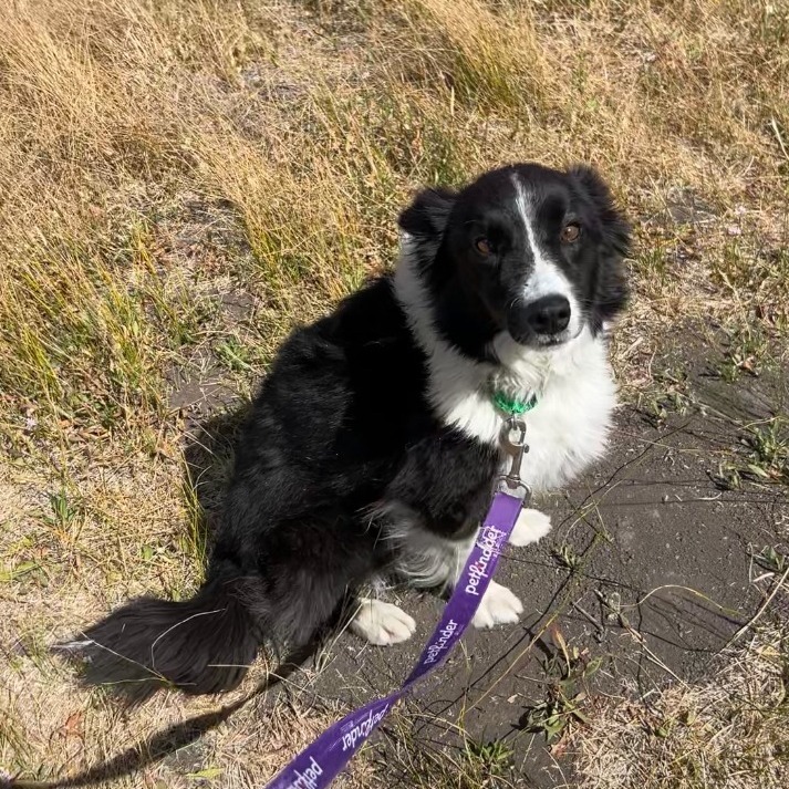 Isla, an adoptable Border Collie in Hailey, ID, 83333 | Photo Image 4