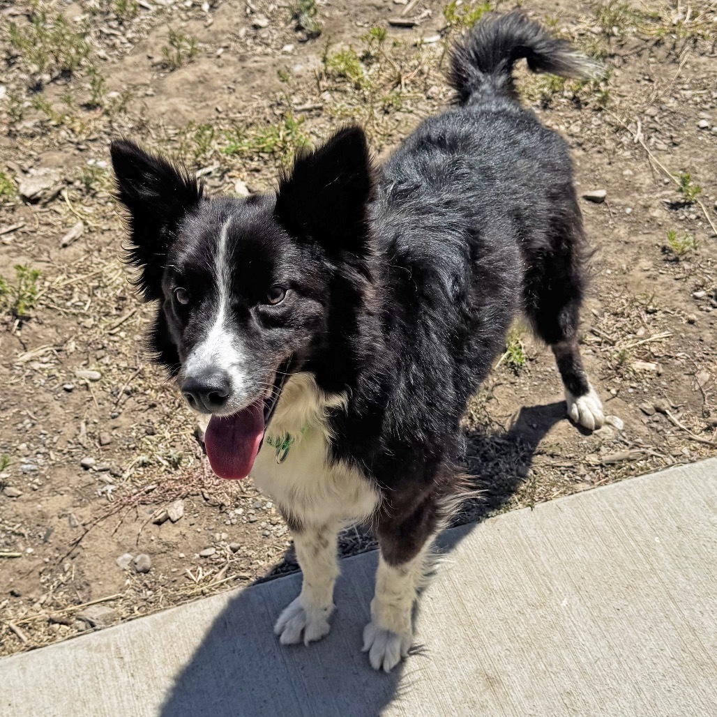 Isla, an adoptable Border Collie in Hailey, ID, 83333 | Photo Image 5