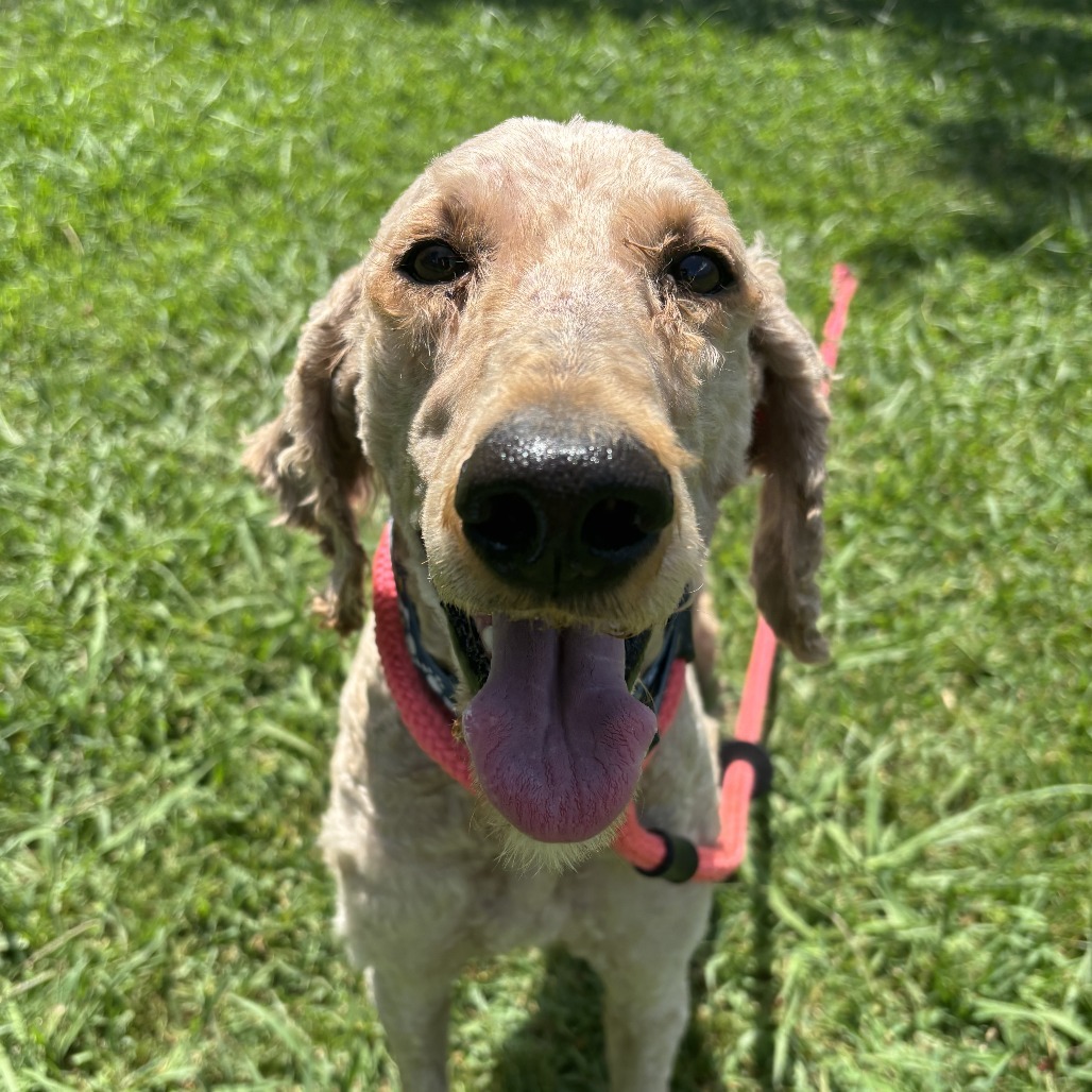 Toby