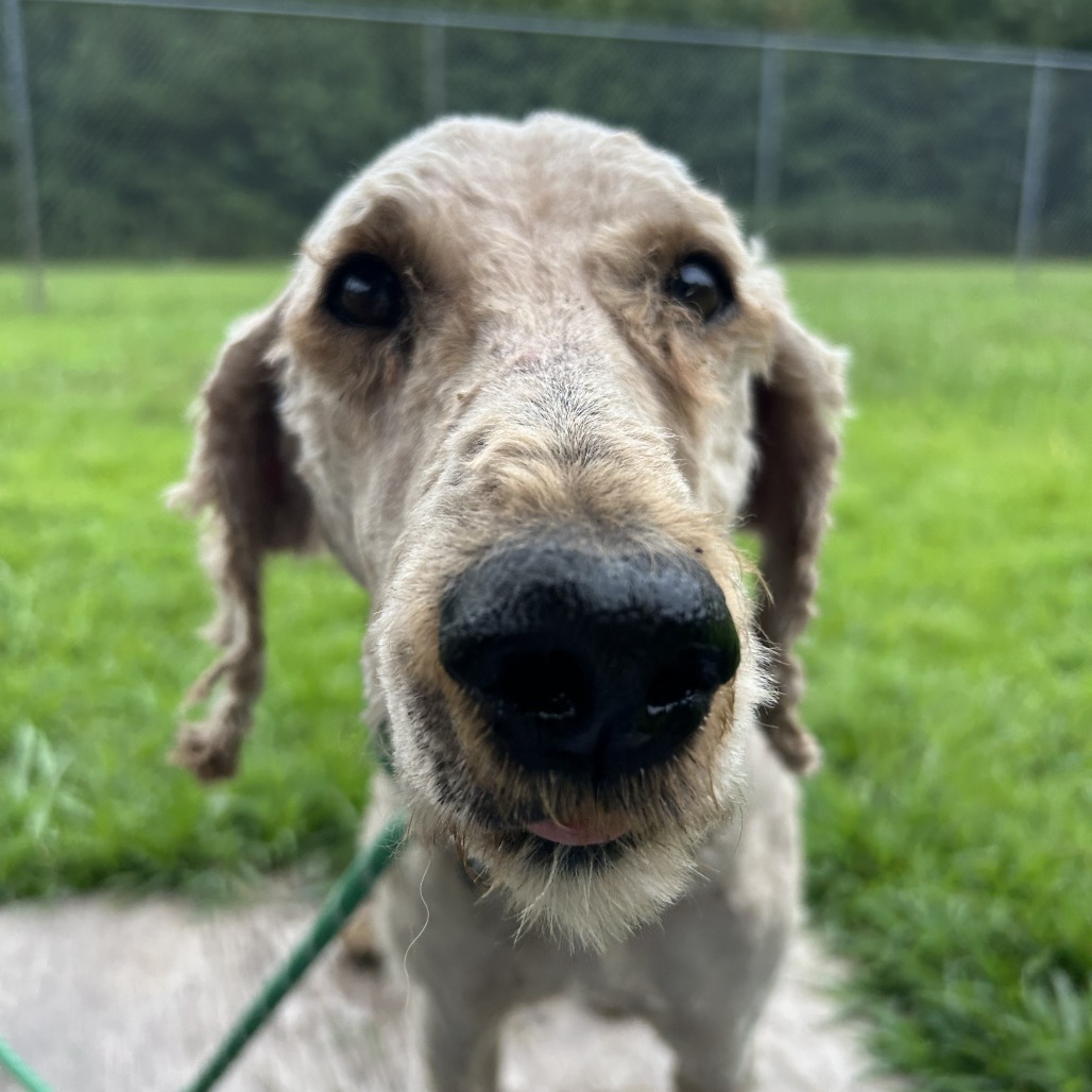 Toby