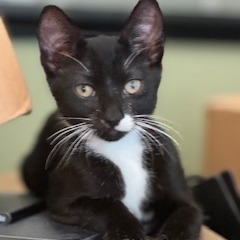 Damien