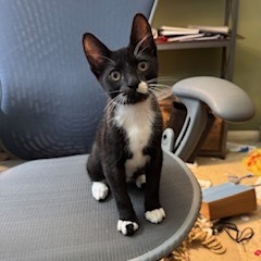 Damien