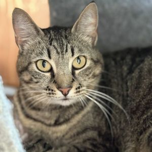Triper, Adult Female unknown