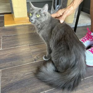 Beau, Adult Female unknown