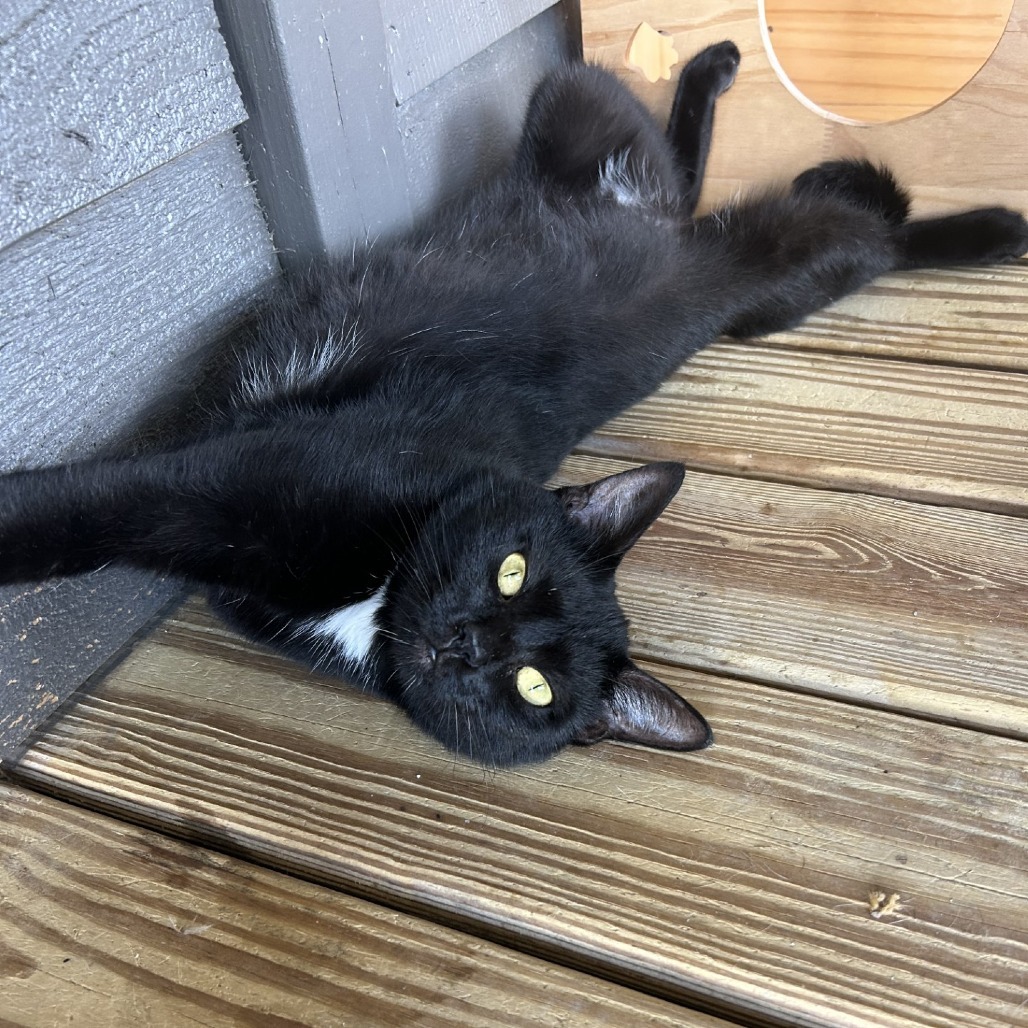 Dolly Purrton