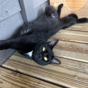 Dolly Purrton, Adult Female unknown
