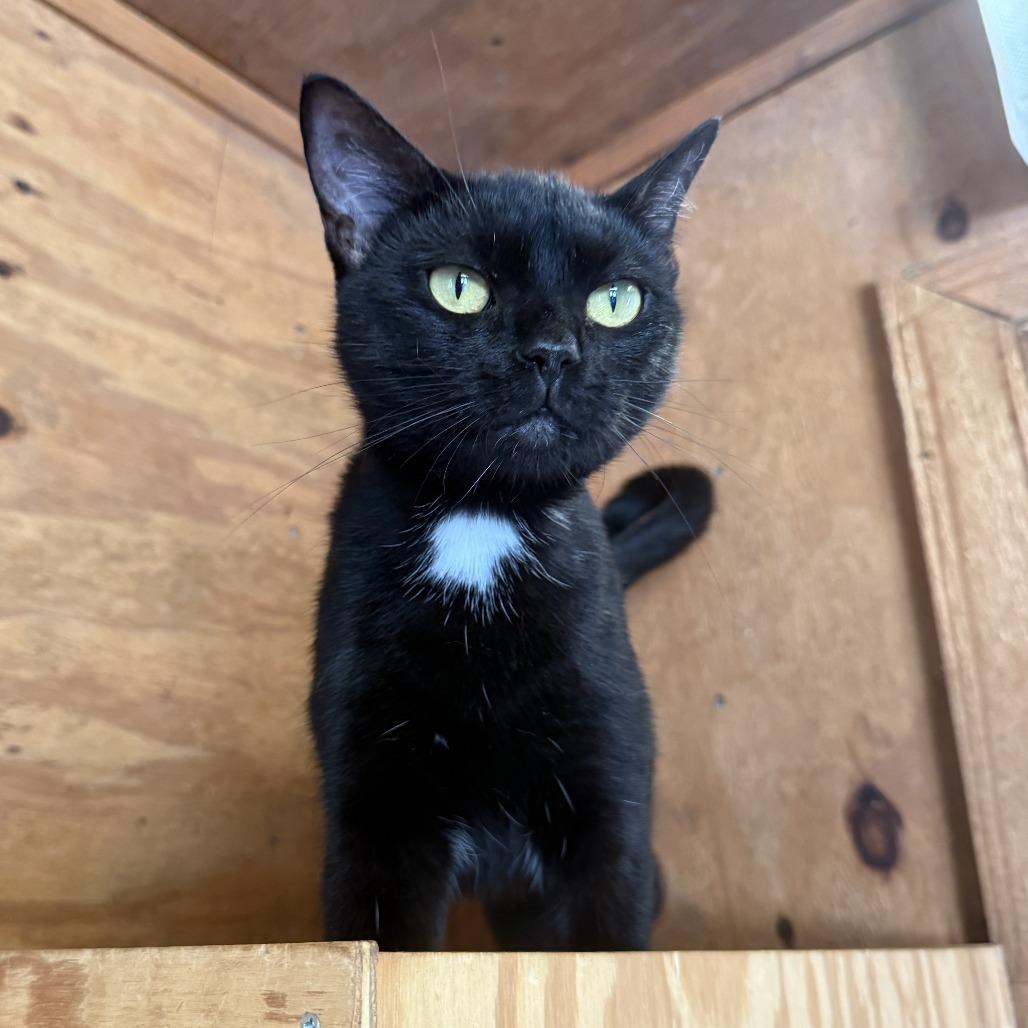 Dolly Purrton