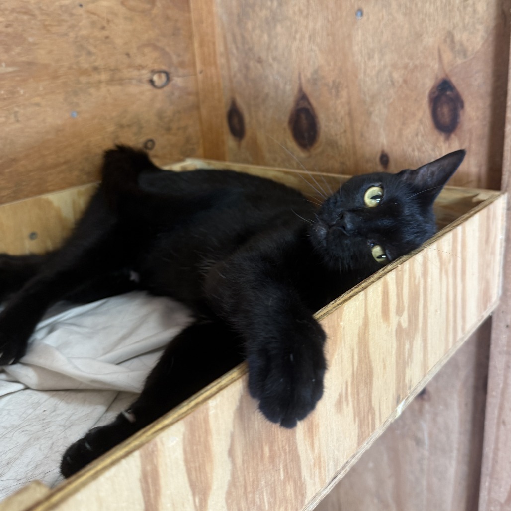 Dolly Purrton