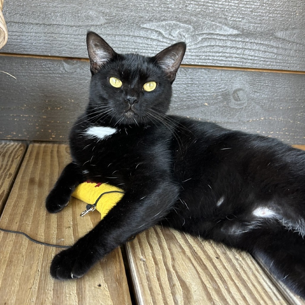 Dolly Purrton