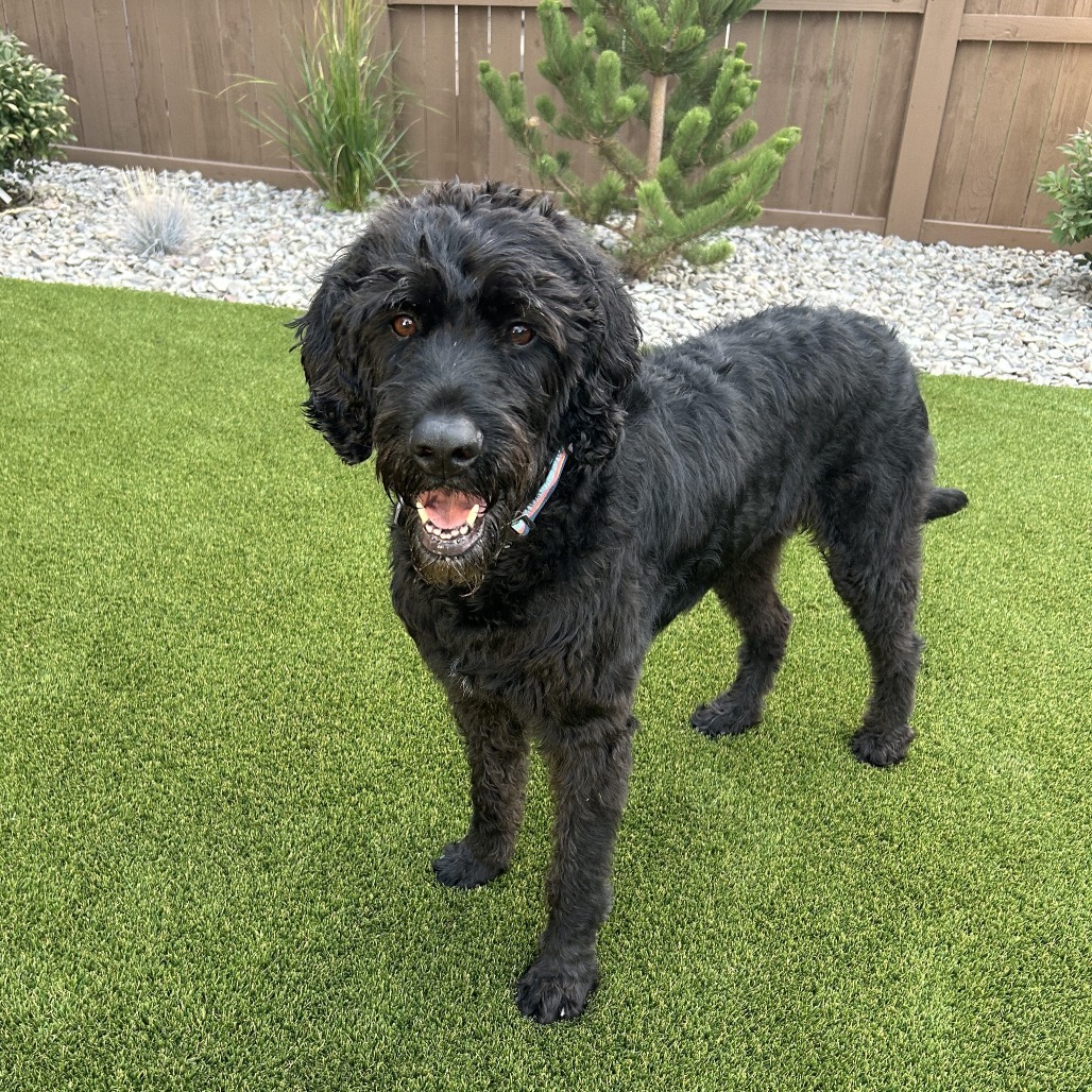 Bronson, an adoptable Black Labrador Retriever, Standard Poodle in Bend, OR, 97702 | Photo Image 1