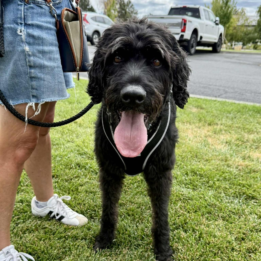 Bronson, an adoptable Black Labrador Retriever, Standard Poodle in Bend, OR, 97702 | Photo Image 2