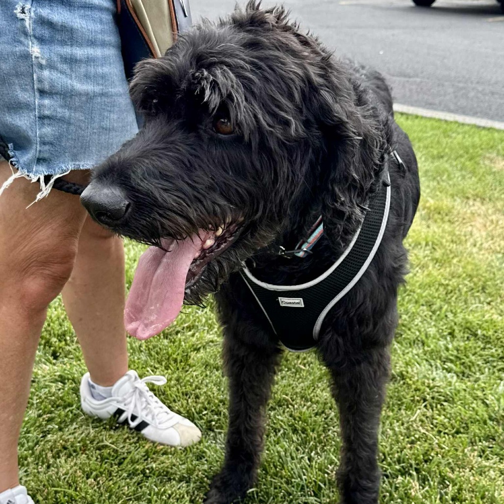 Bronson, an adoptable Black Labrador Retriever, Standard Poodle in Bend, OR, 97702 | Photo Image 3