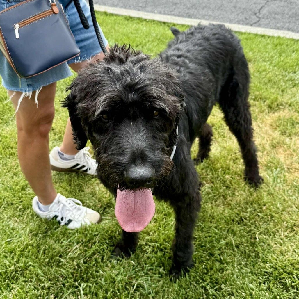 Bronson, an adoptable Black Labrador Retriever, Standard Poodle in Bend, OR, 97702 | Photo Image 4