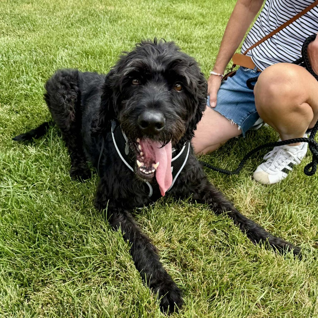 Bronson, an adoptable Black Labrador Retriever, Standard Poodle in Bend, OR, 97702 | Photo Image 5