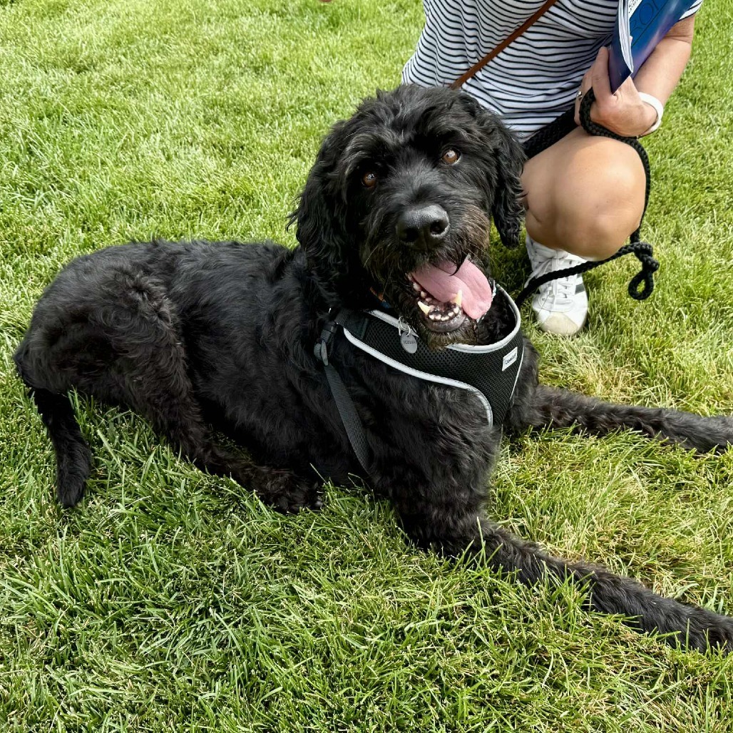 Bronson, an adoptable Black Labrador Retriever, Standard Poodle in Bend, OR, 97702 | Photo Image 6