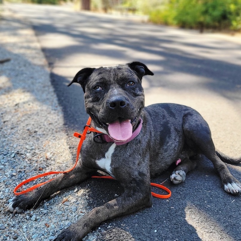 Morgan, an adoptable Mixed Breed in Spokane, WA, 99217 | Photo Image 1