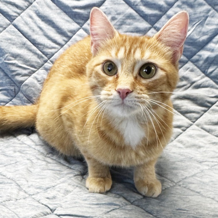 Mama Ginger