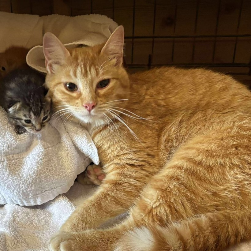 Mama Ginger