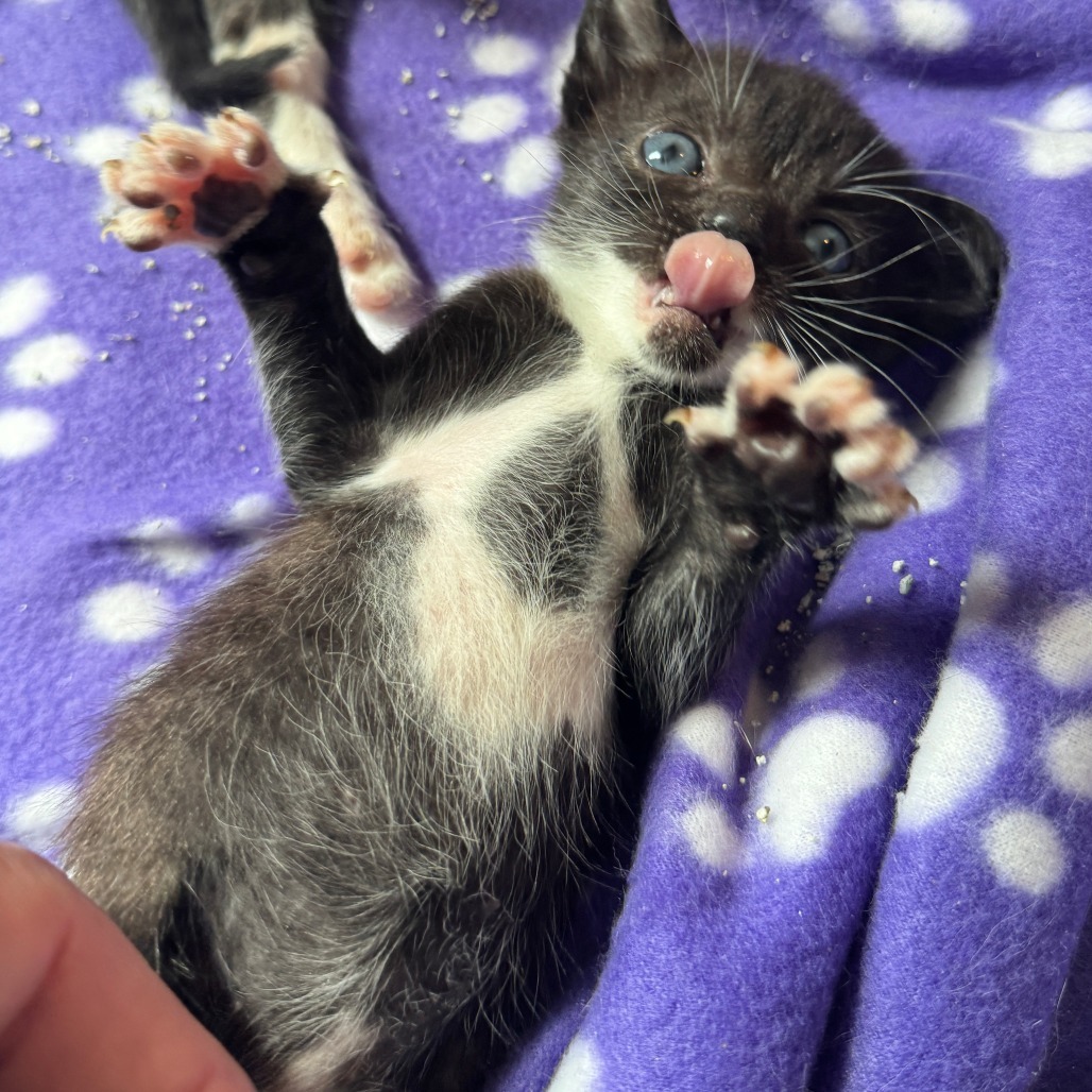 Oliver