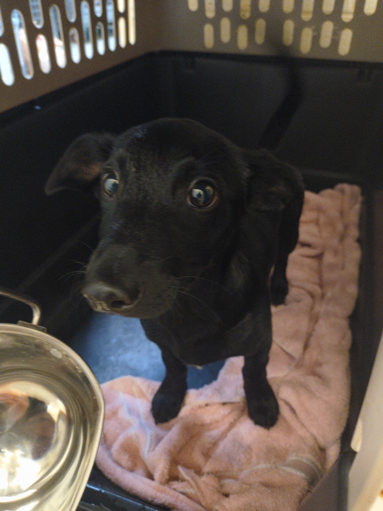 Nichodemus-Adoptable Awaiting S/N, an adoptable Affenpinscher in Chickamauga , GA, 30707 | Photo Image 2