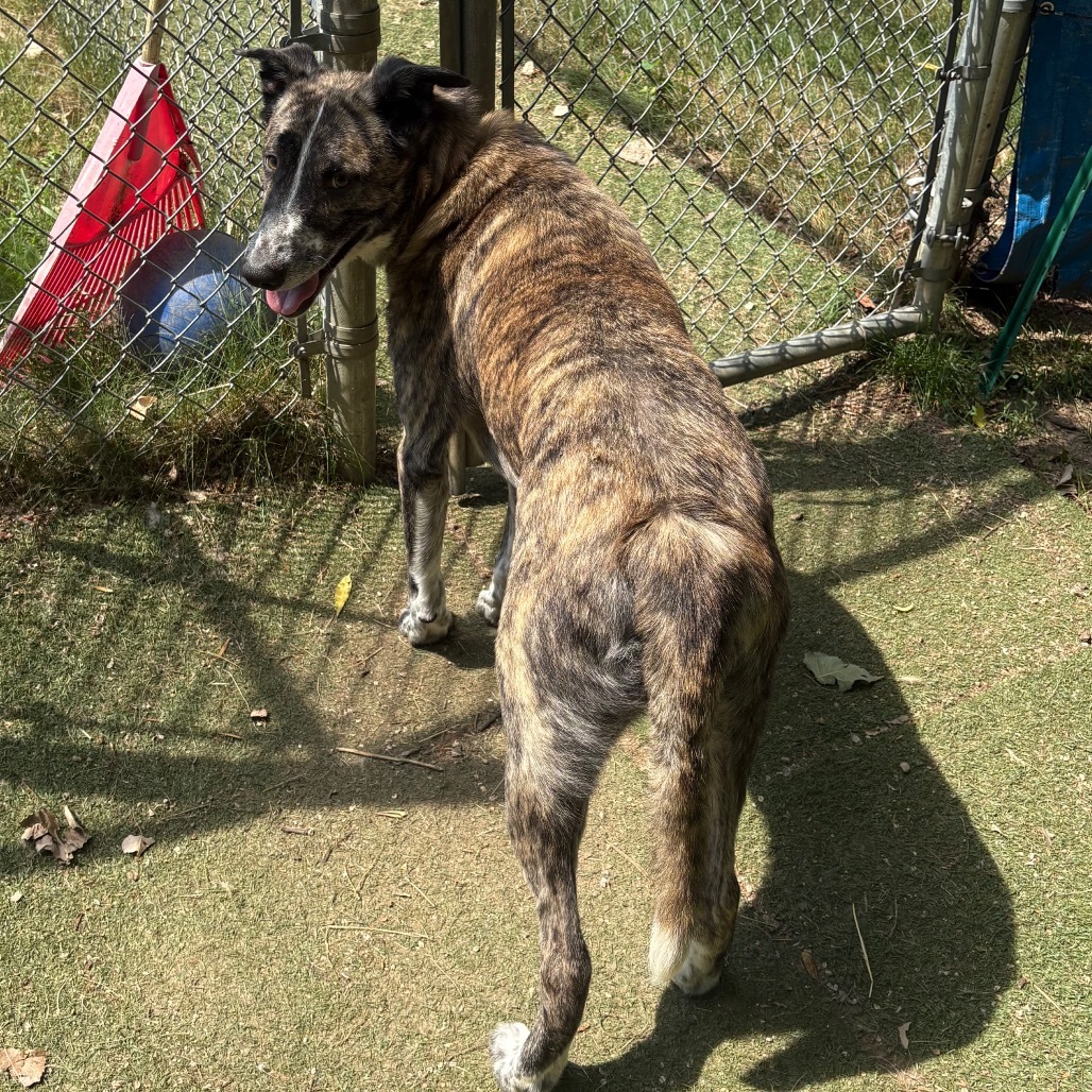 Gus