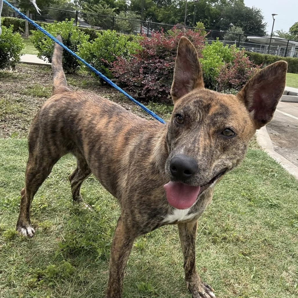 Fiji, an adoptable Spitz, Plott Hound in Aledo, TX, 76008 | Photo Image 1
