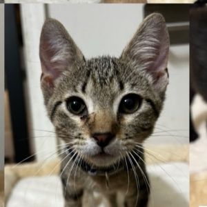 Aries, Baby Male unknown