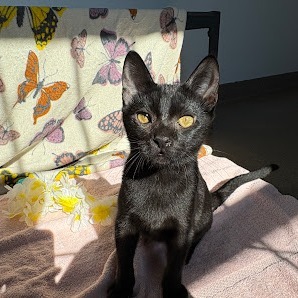 Castor, Baby Male unknown