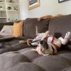 Bailey photo 4