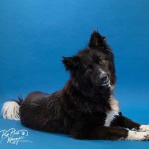 Storm, Adult Female unknown