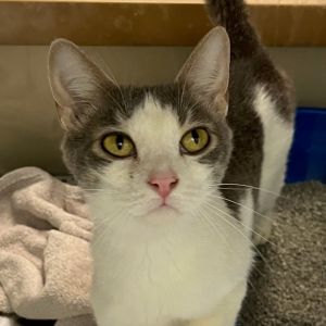 Posy, Adult Female unknown