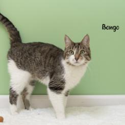 Bongo