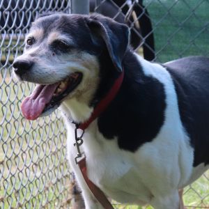Anastasia, Senior Female unknown