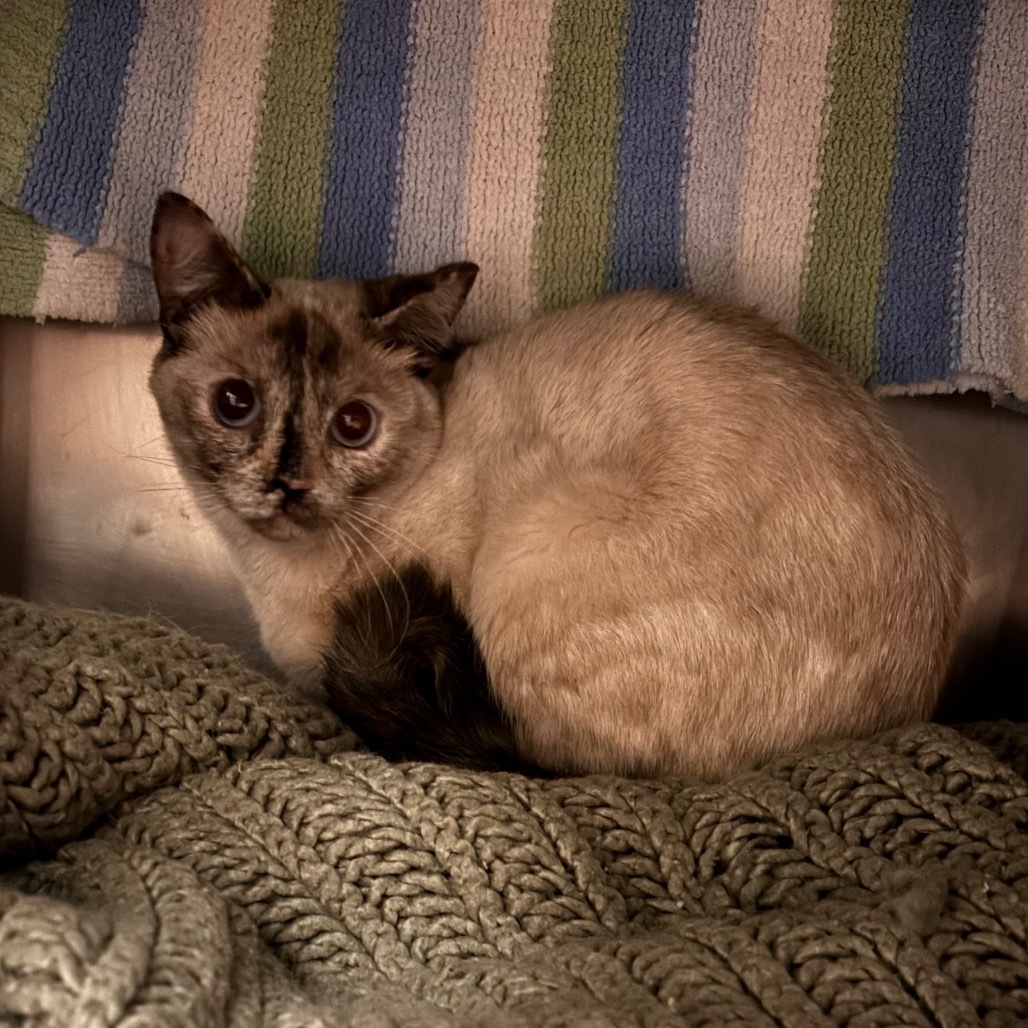 Nessie - Barn Cat Alert!$0