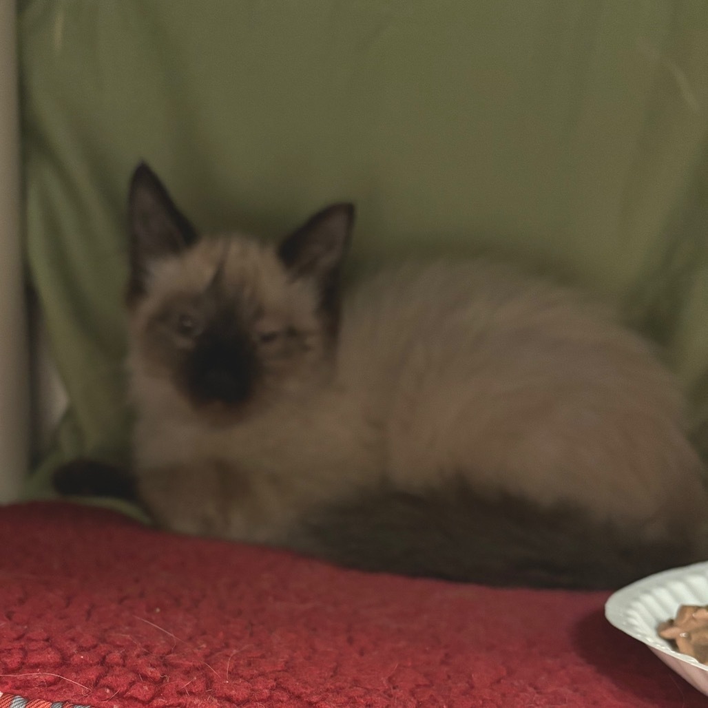 Mothman - Barn Cat Alert!$0